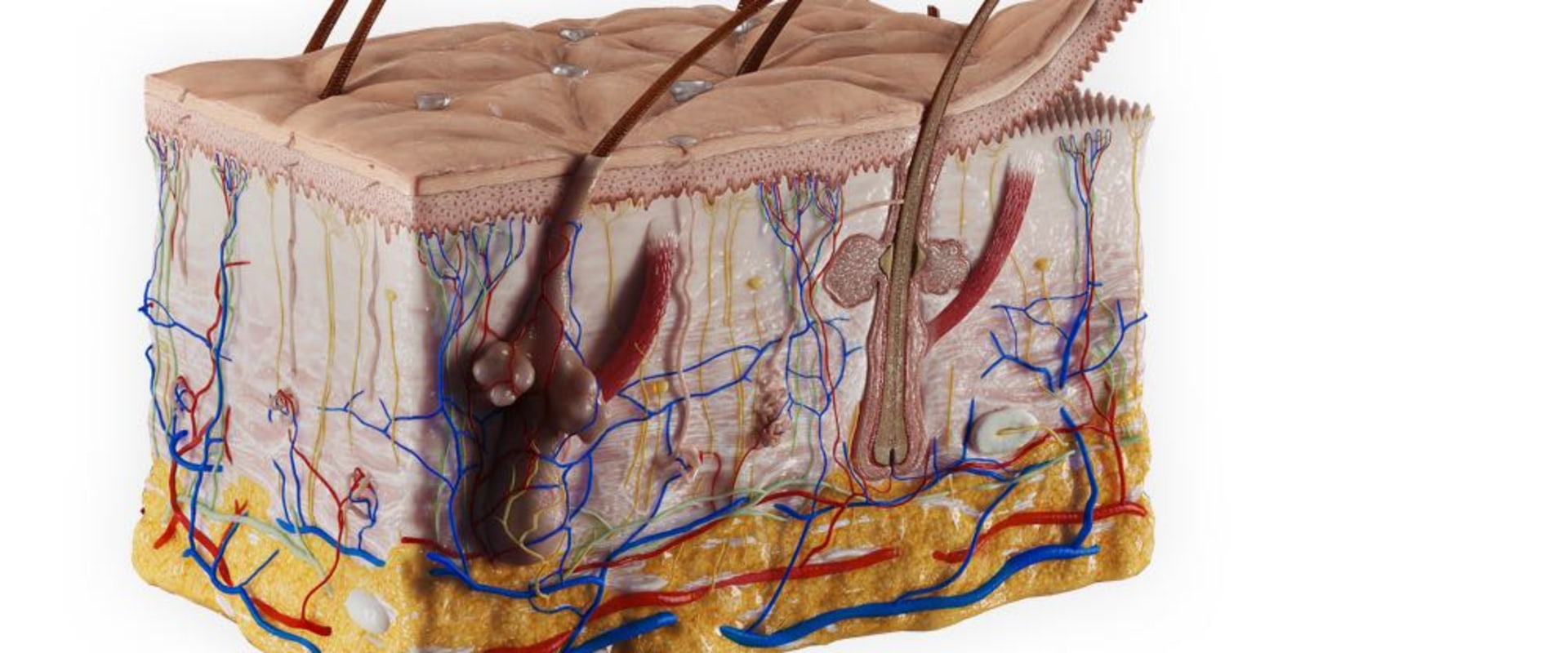 How Skin Anatomy and Physiology Influence Wound Healing With Vacuum Systems